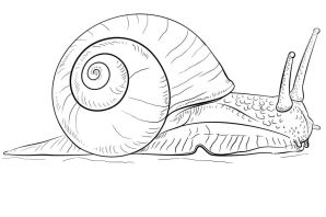 Моллюски для срисовки