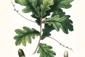 Черешчатый дуб рисунок