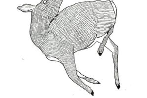 Раскраска кабарга