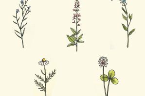 Луговые цветы рисунок