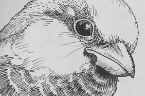 Трафарет воробья