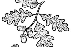 Дуб раскраска для детей