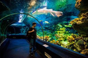 Океанариум рисунок