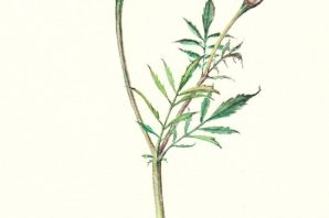 Бархатцы рисунок