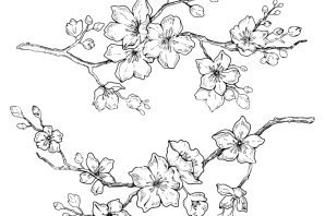 Рисунок вишни карандашом