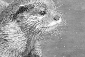 Морская выдра рисунок