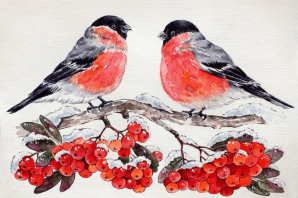 Снегирь рисунок