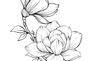 Магнолия эскиз