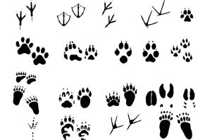 След белки рисунок