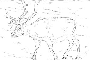 Ямал раскраска