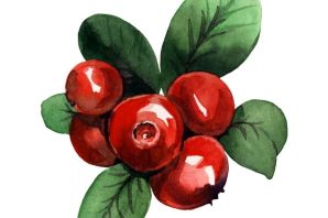 Брусника рисунок для детей