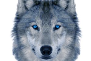 Серый волк рисунок