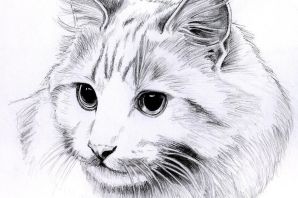 Простые рисунки котов