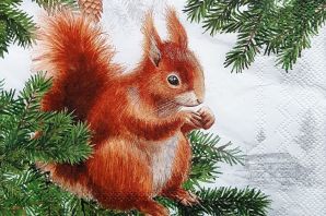 Рисунок белка зимой