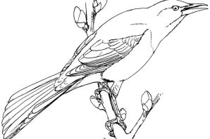 Соловей раскраска для детей