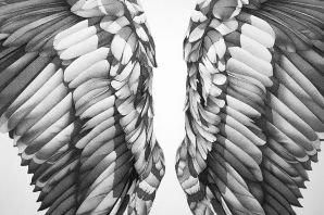 Рисунок крыло птицы