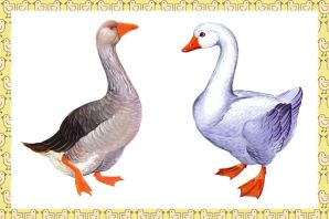 Гусенок рисунок