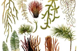 Мох раскраска