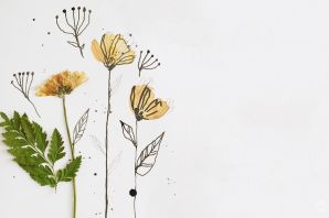 Мак полярный рисунок