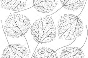 Лист осины рисунок