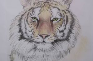 Амурский тигр рисунок