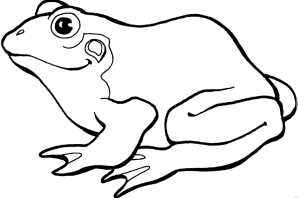 Раскраска земноводные