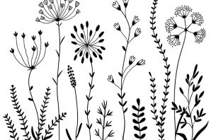 Полевые цветы раскраска