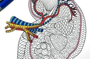 Анатомическая раскраска