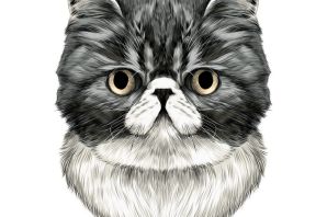 Персидская кошка рисунок