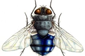 Муха рисунок легкий