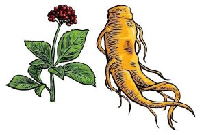 Корневище рисунок