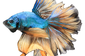 Рыба петушок рисунок