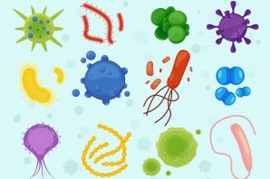 Рисунки бактерий
