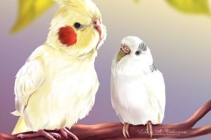 Корелла попугай рисунок