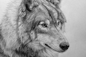 Рисунок волк легкий