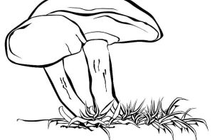 Маслята рисунок