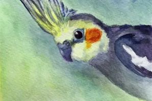 Корелла рисунок