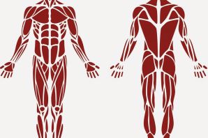 Мышцы рисунок для детей