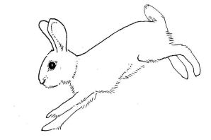 Раскраска коян