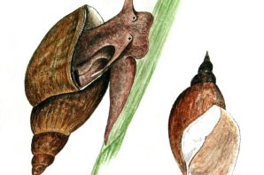 Прудовик рисунок