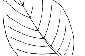 Листья раскраска