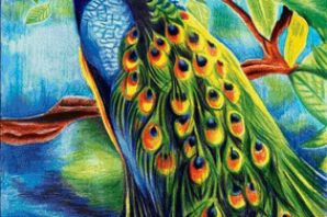 Павлин эскиз