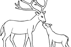 Северный олень раскраска