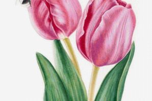 Тюльпан рисунок для детей