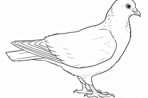 Голубь маленький раскраска