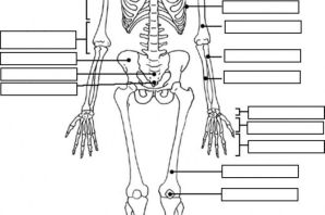 Скелет человека раскраска