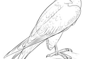 Сапсан рисунок