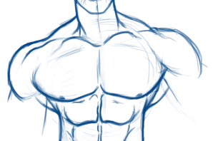 Торс человека рисунок