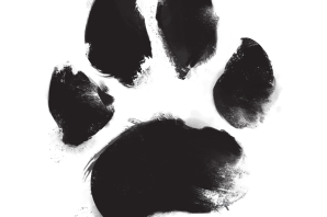 След волка рисунок