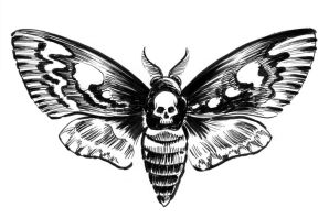 Раскраска бражник